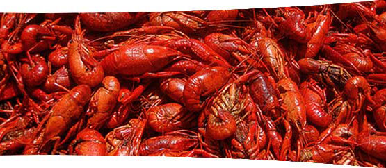 Local & Fresh